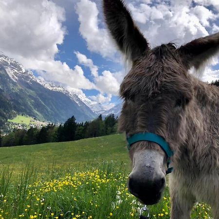 Chalet Riviere Du Bon Nant Location De 6 A 14 Personnes En Haute Savoie Saint-Gervais-les-Bains Eksteriør billede
