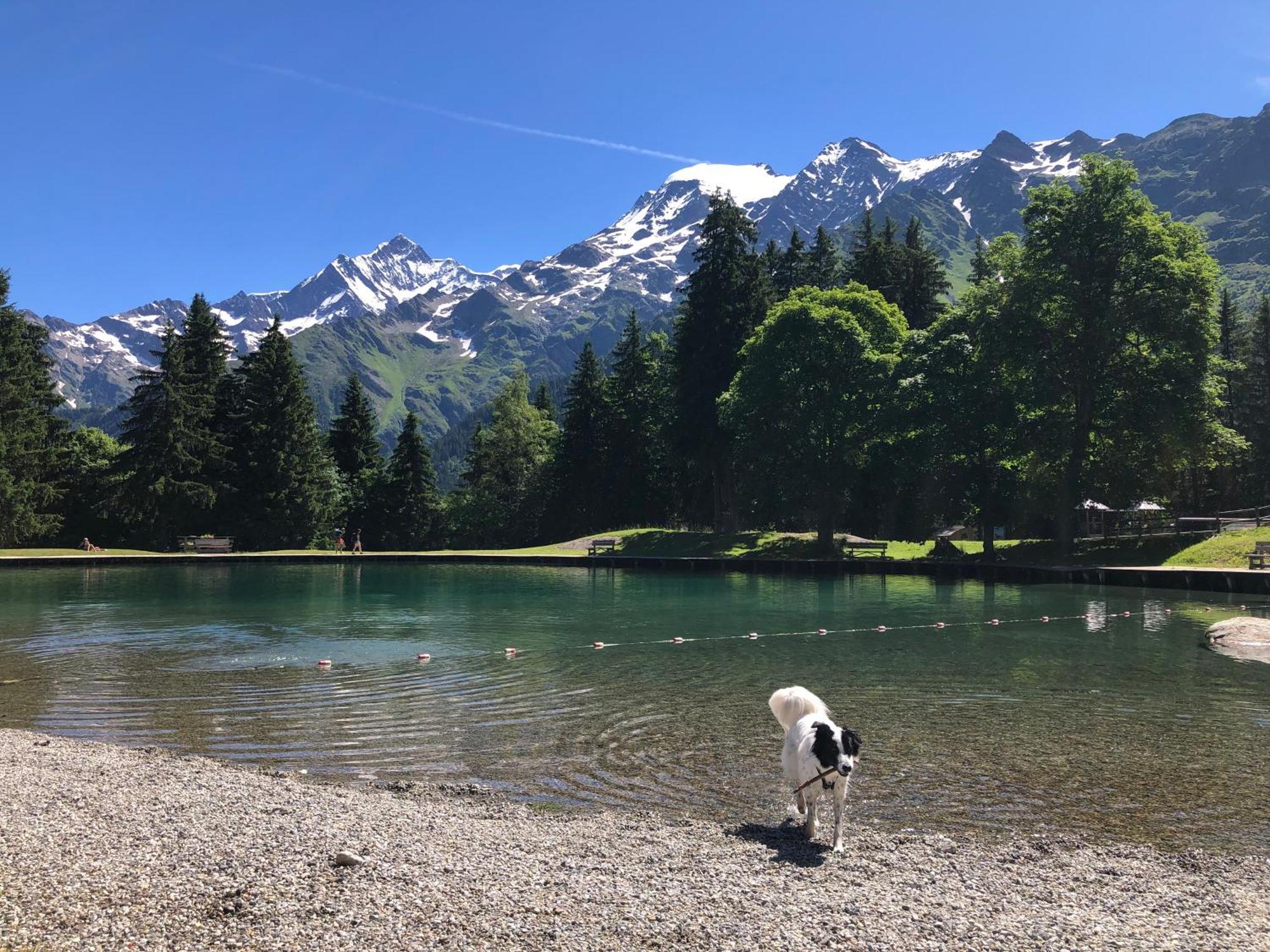Chalet Riviere Du Bon Nant Location De 6 A 14 Personnes En Haute Savoie Saint-Gervais-les-Bains Eksteriør billede