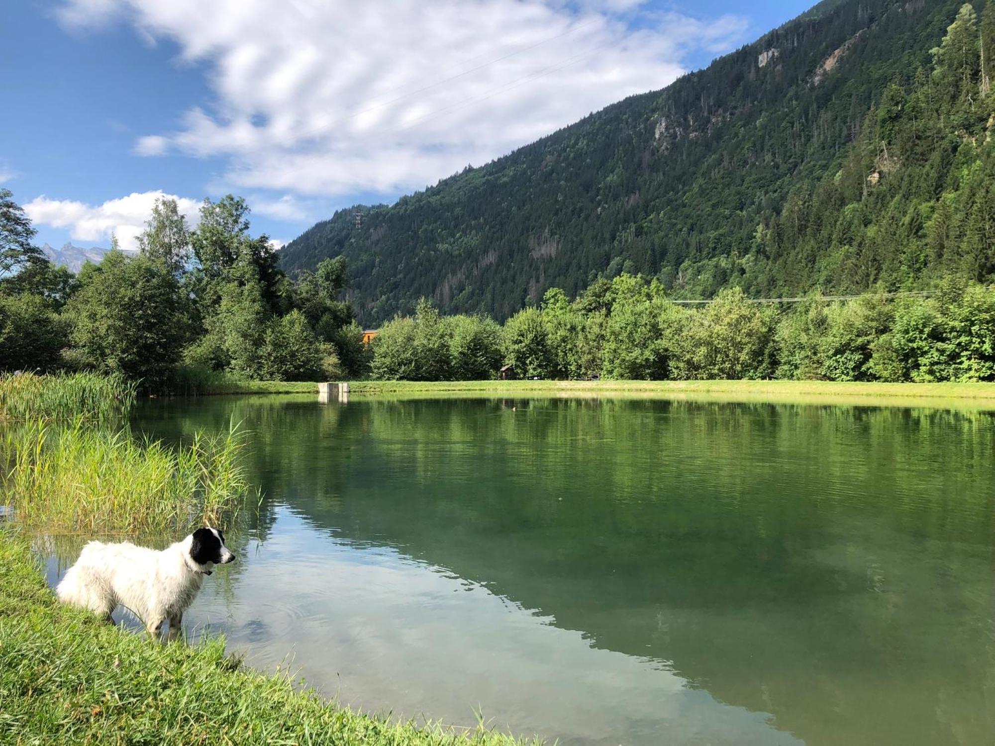 Chalet Riviere Du Bon Nant Location De 6 A 14 Personnes En Haute Savoie Saint-Gervais-les-Bains Eksteriør billede