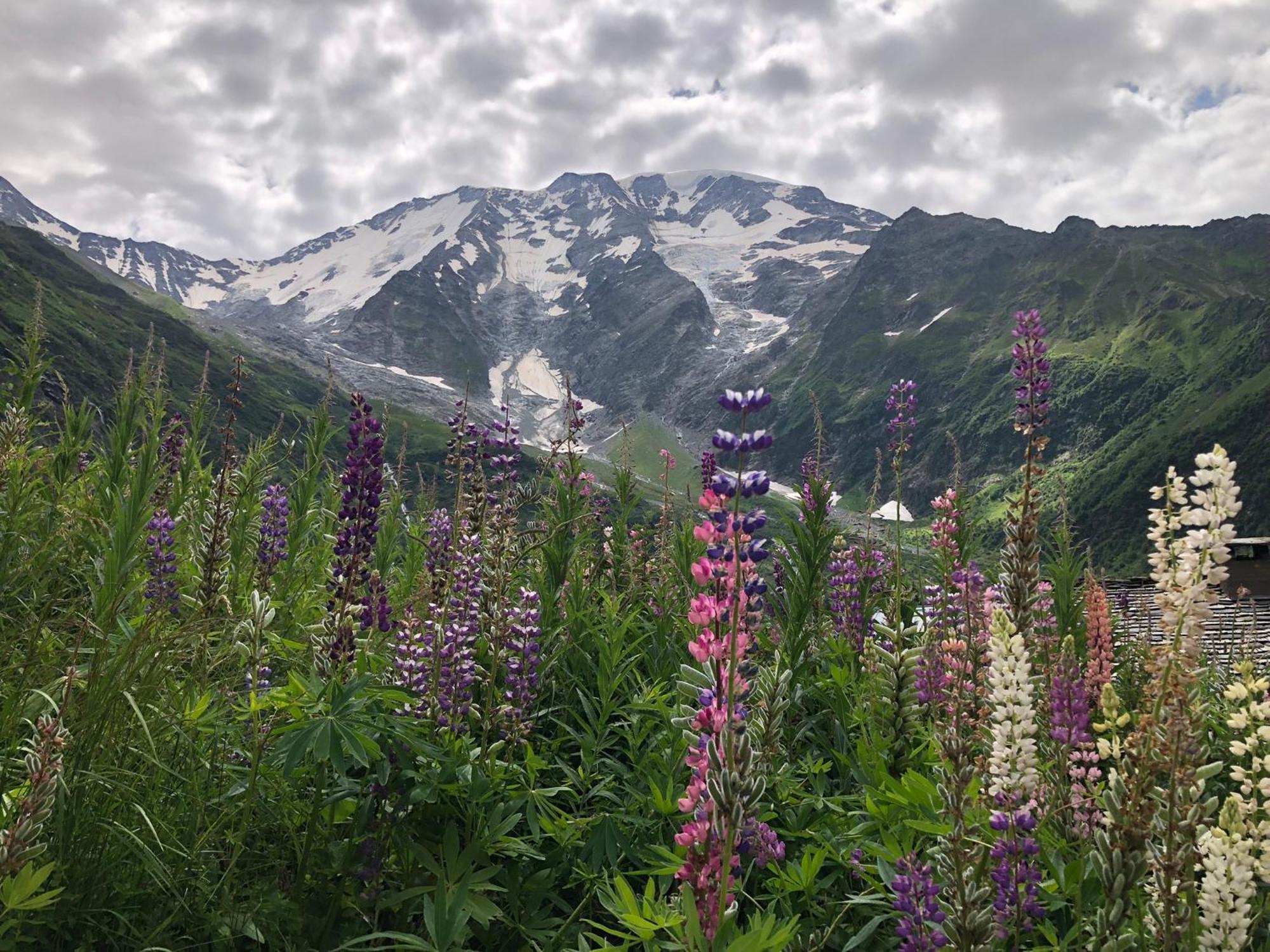 Chalet Riviere Du Bon Nant Location De 6 A 14 Personnes En Haute Savoie Saint-Gervais-les-Bains Eksteriør billede