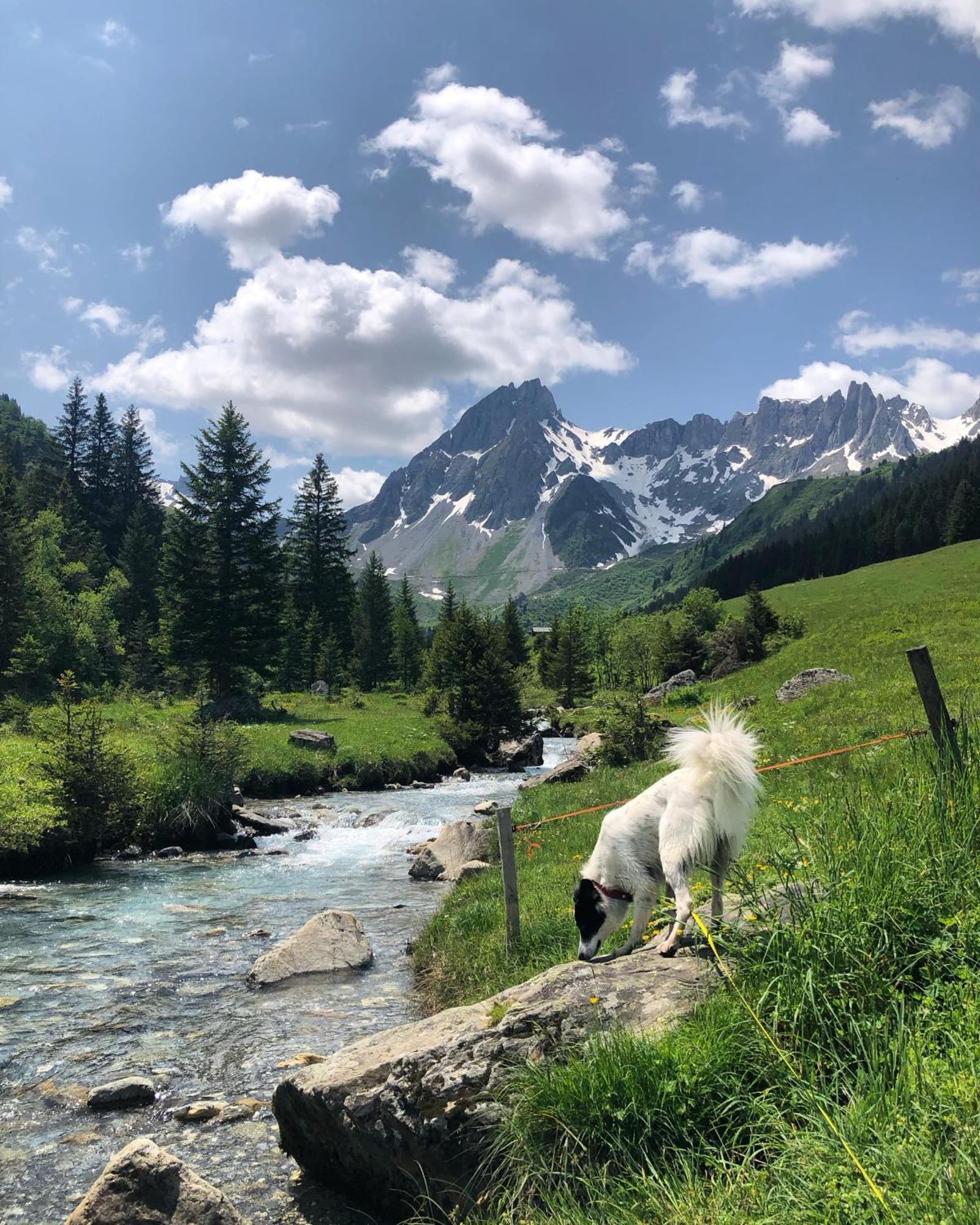 Chalet Riviere Du Bon Nant Location De 6 A 14 Personnes En Haute Savoie Saint-Gervais-les-Bains Eksteriør billede